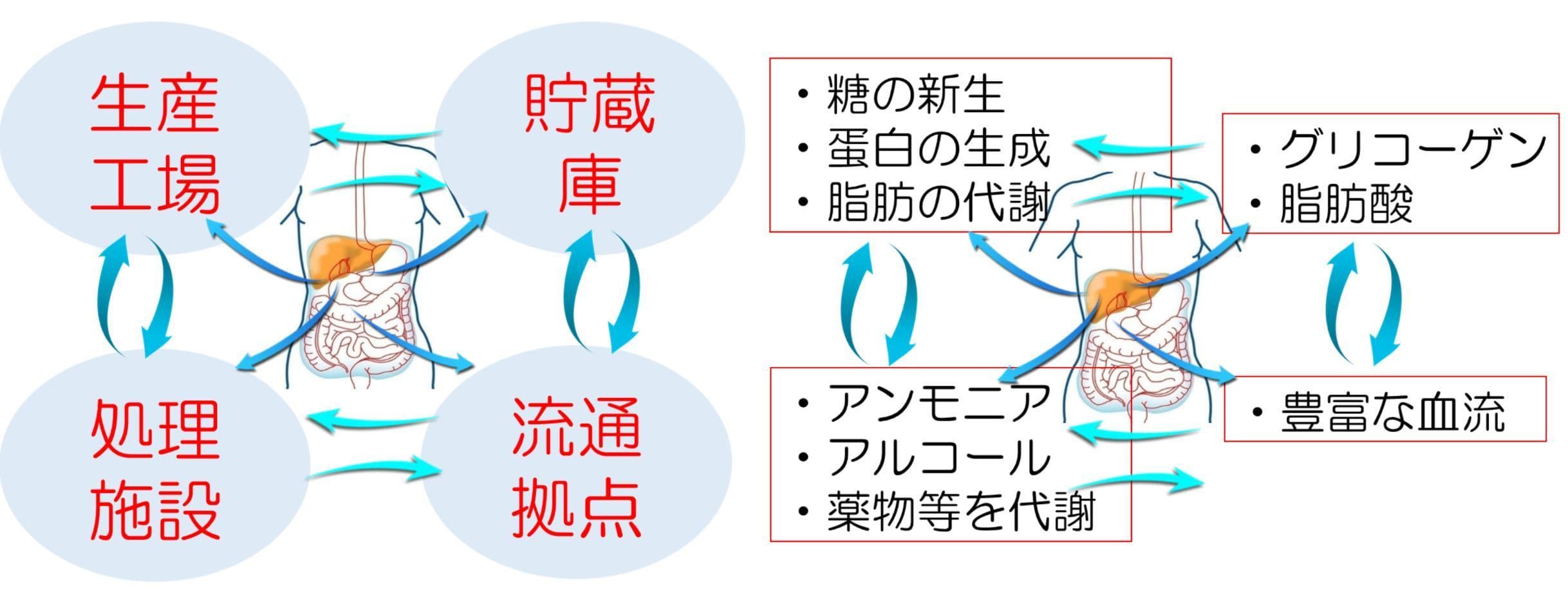 肝臓の役割|大阪福島区玉川の内科クリニック